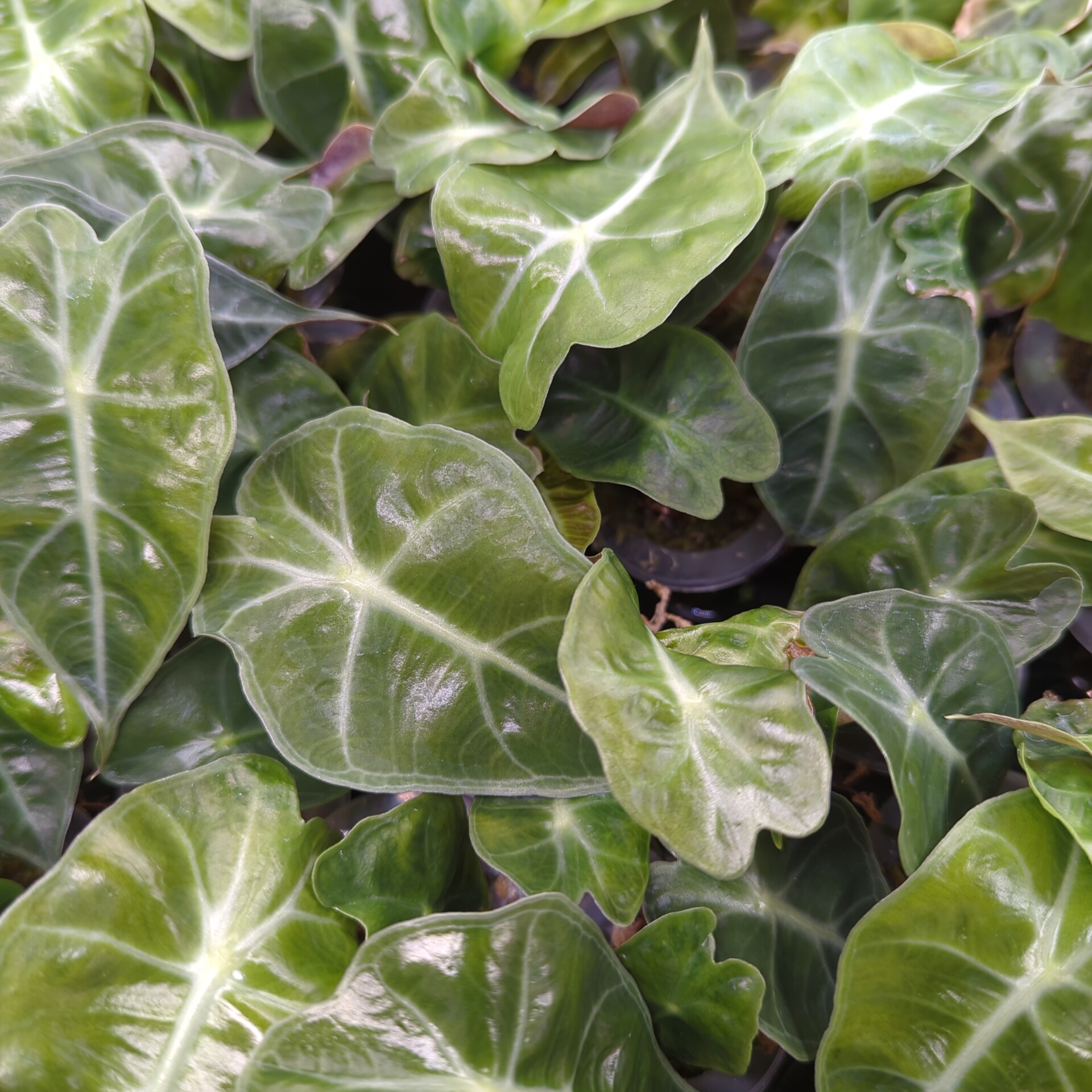 Baby Alocasia sanderiana Dwarf Amazonica 6