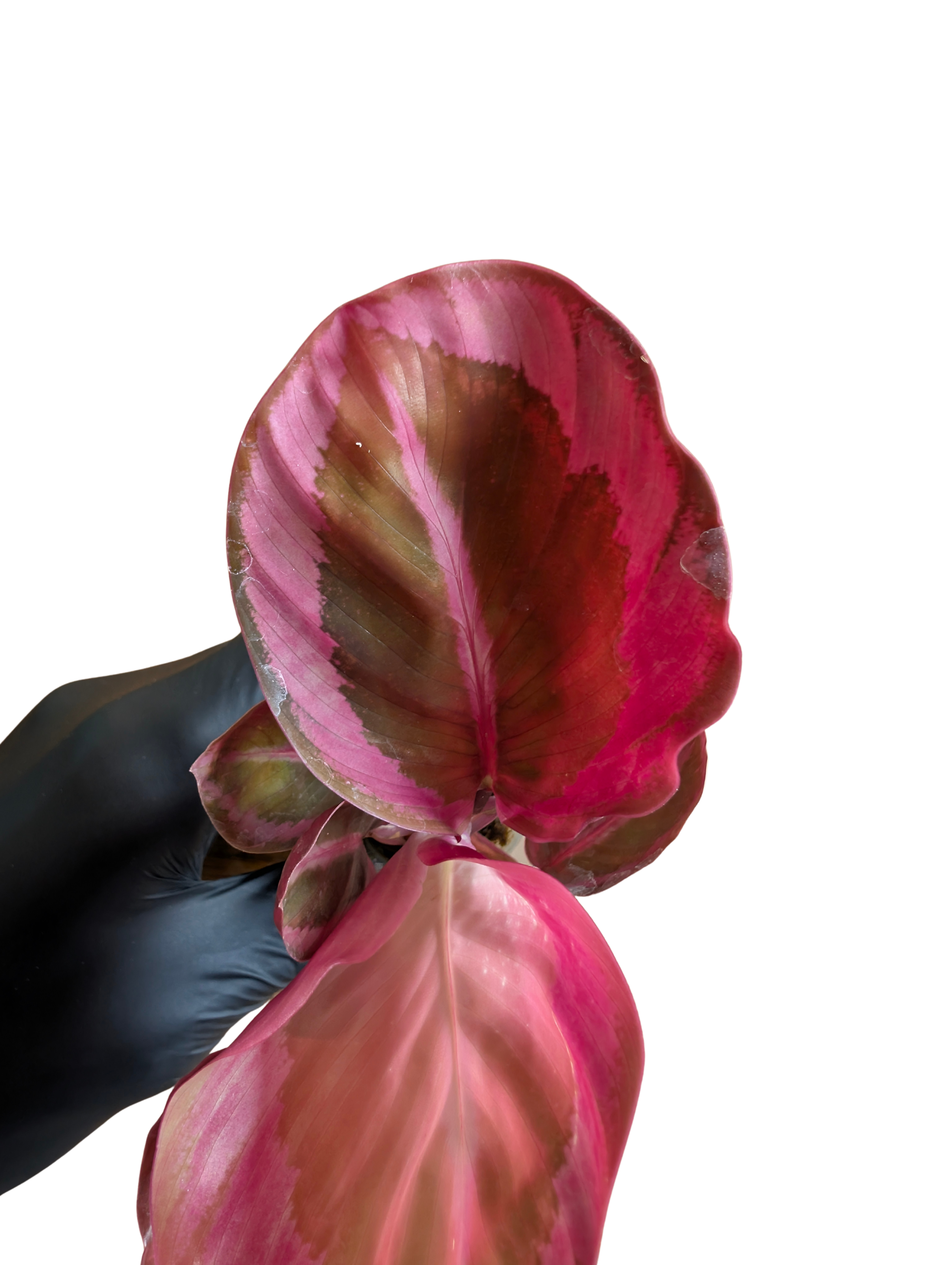 Baby Calathea roseopicta Red Mojo + selbstbewässernder Übertopf