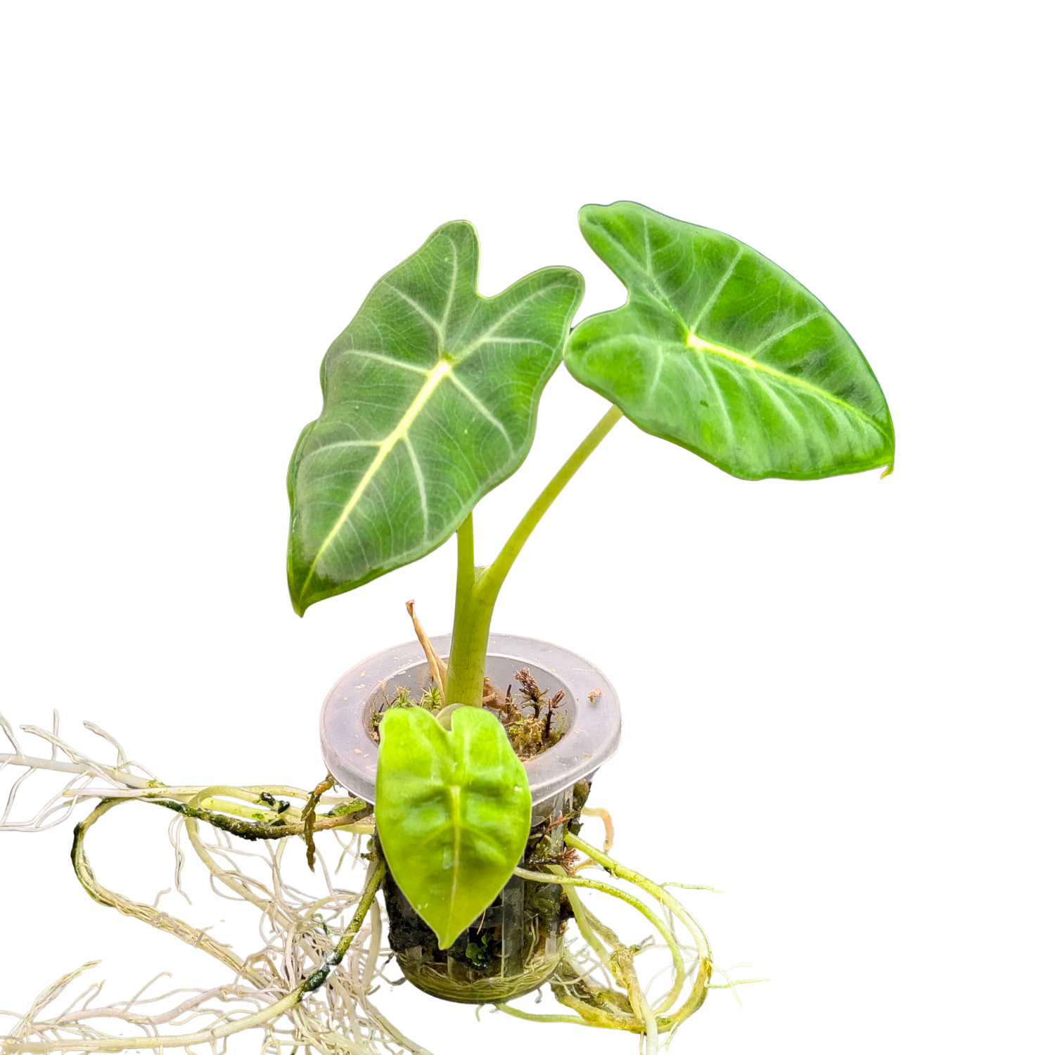 Baby Alocasia micholitziana frydek 5