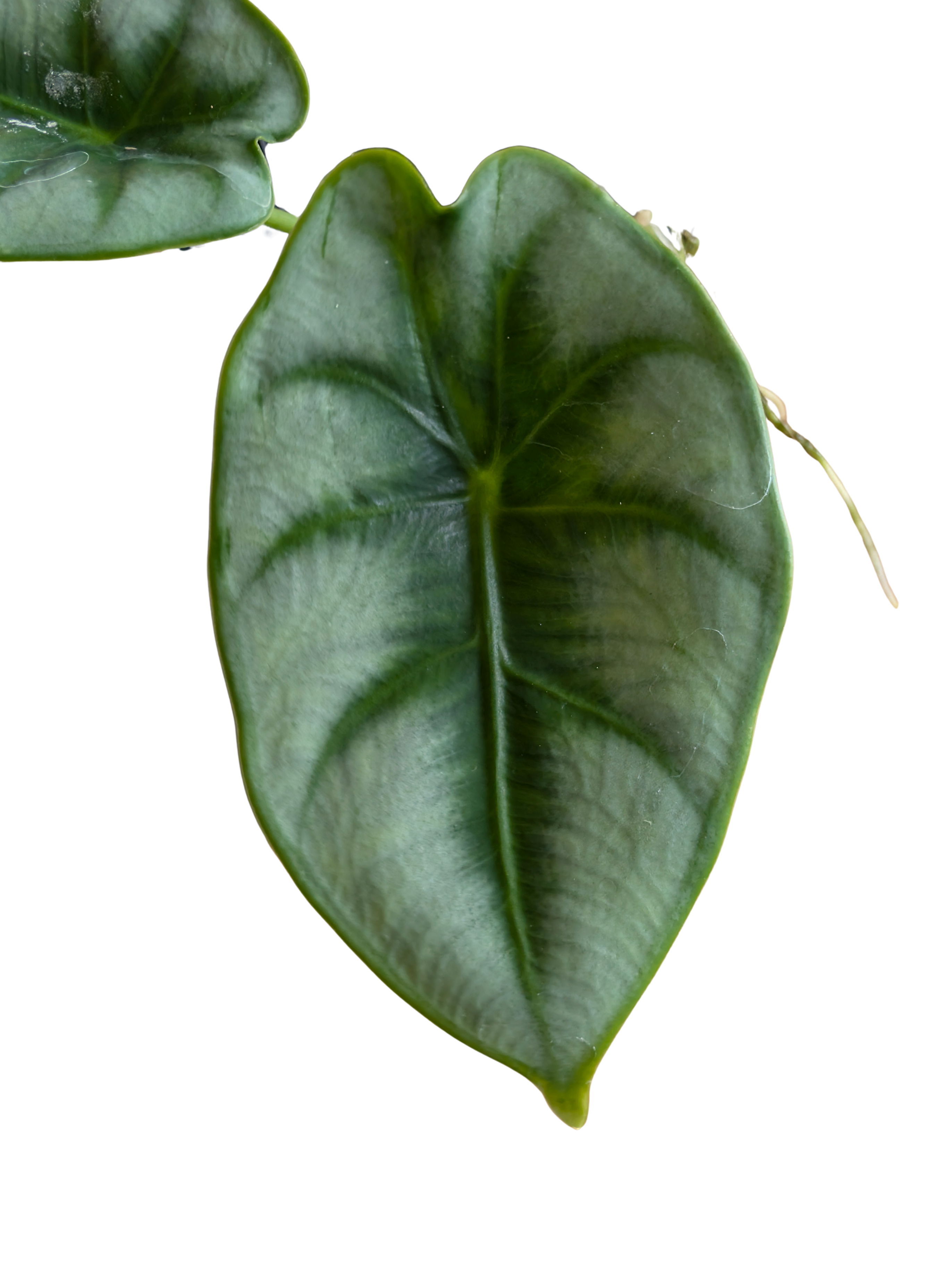 Baby Alocasia Reversa + selbstbewässernder Übertopf