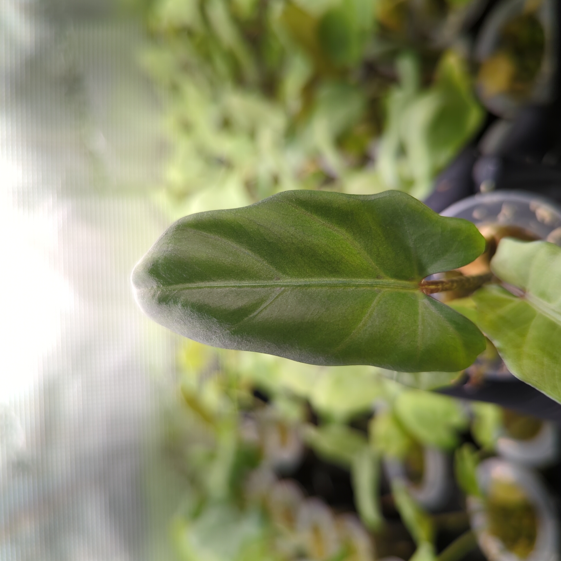 Baby Alocasia lauterbachiana 5
