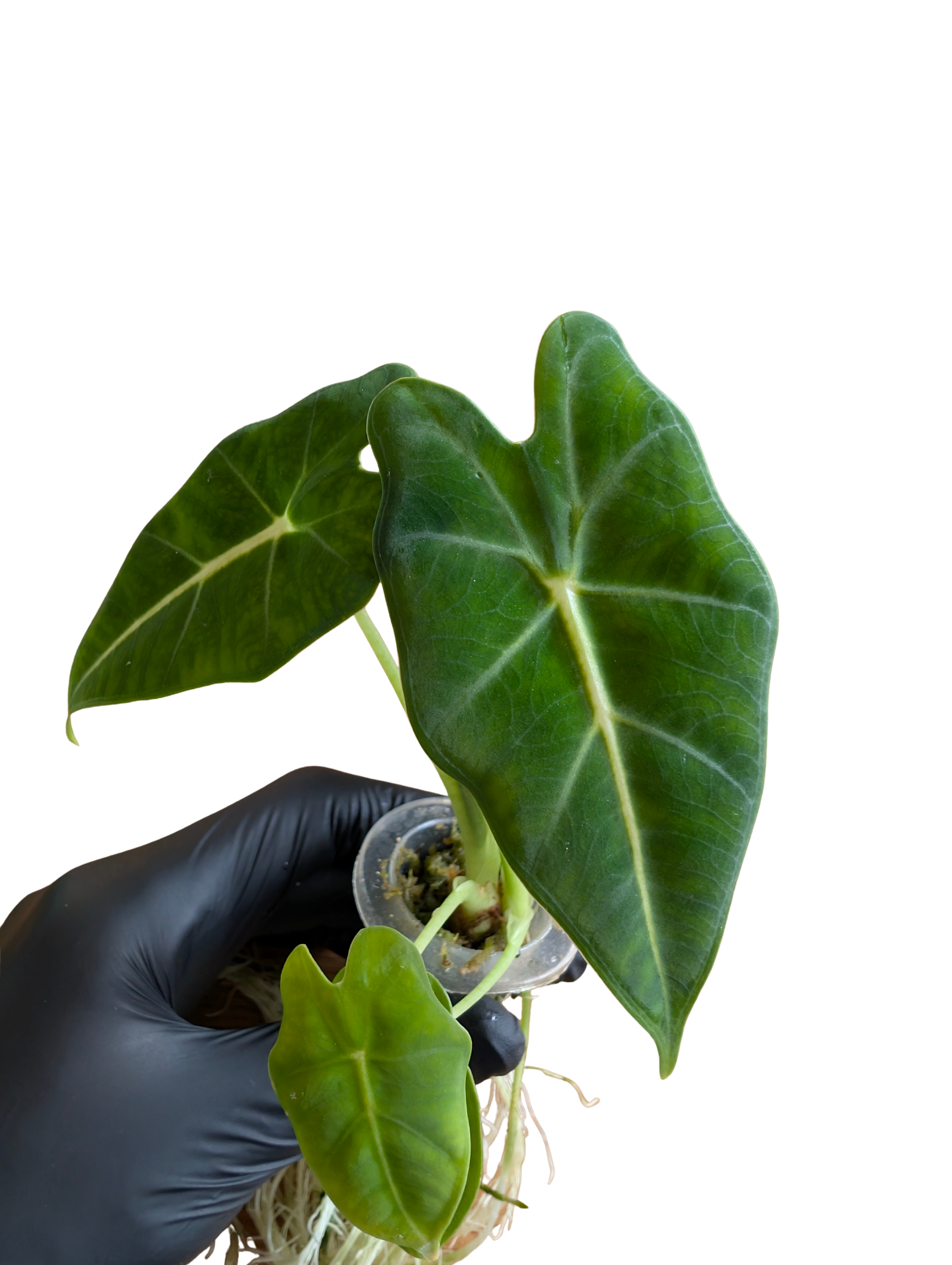 Baby Alocasia micholitziana frydek 3