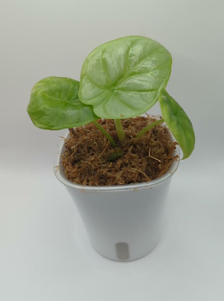 Baby Alocasia baginda Silver Dragon 4