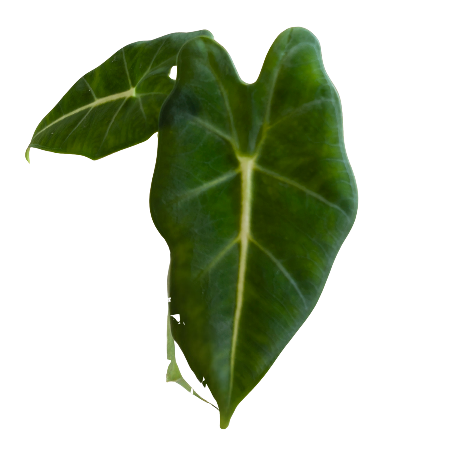 Baby Alocasia micholitziana frydek 2