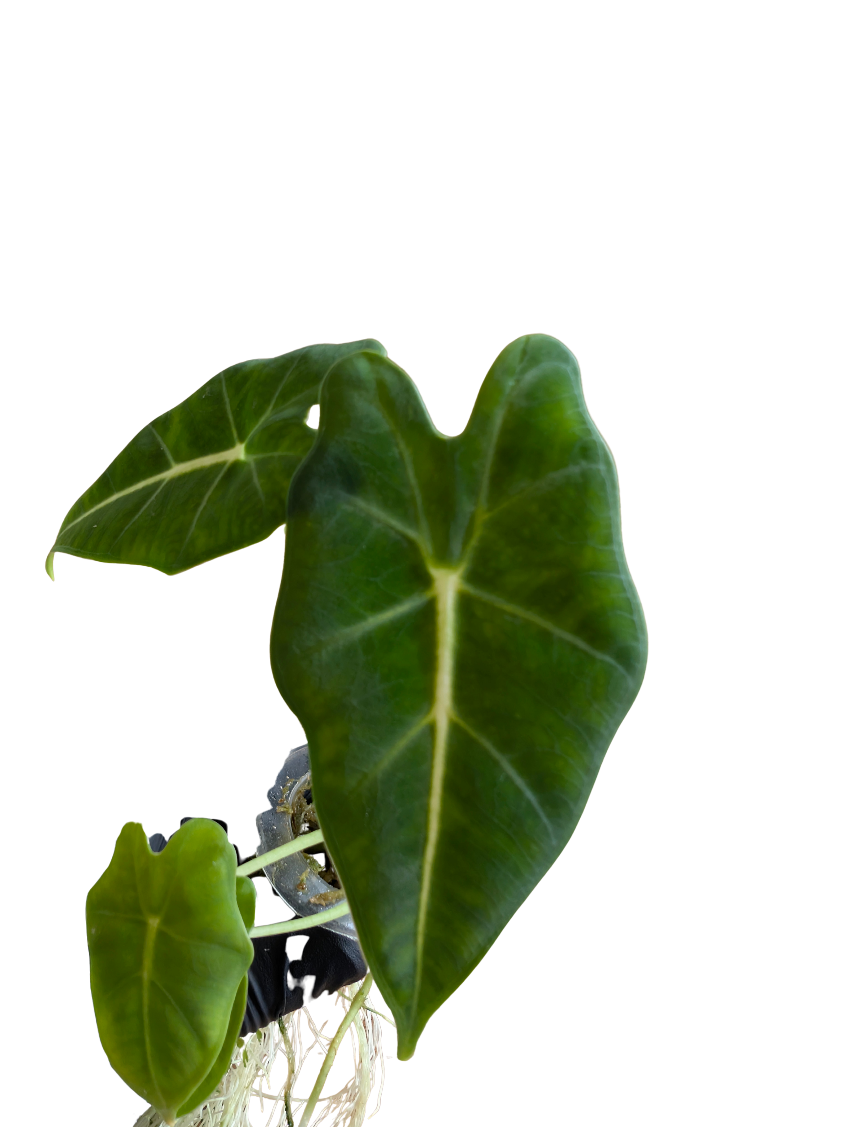 Baby Alocasia micholitziana frydek 4