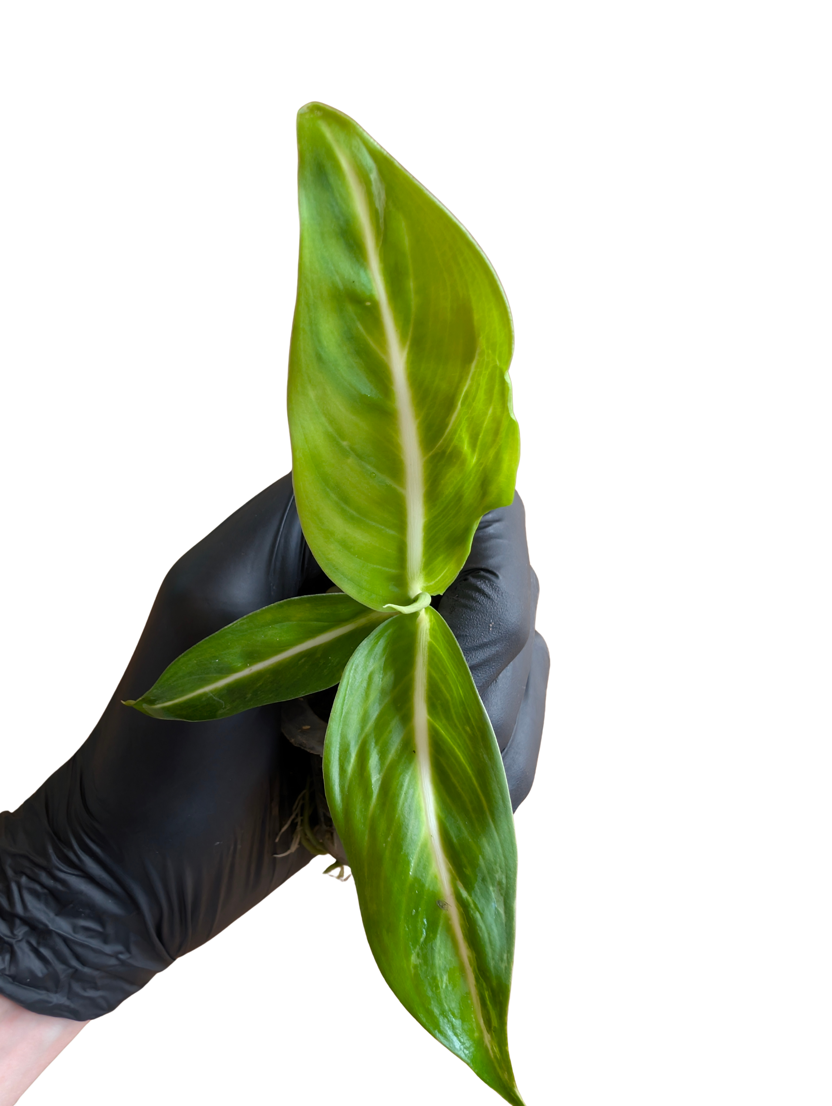 Baby Dieffenbachia amoena Sterling + selbstbewässernder Übertopf