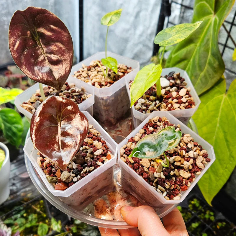 Anzuchttopf 10 cm mit Deckel & Belüftung 3