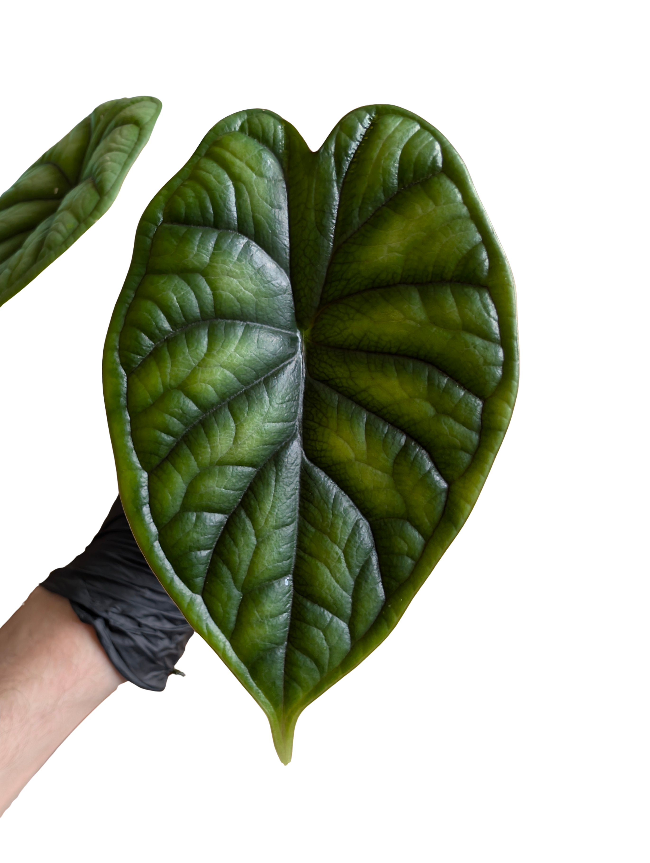 Baby Alocasia baginda Dragon Scale + selbstbewässernder Übertopf