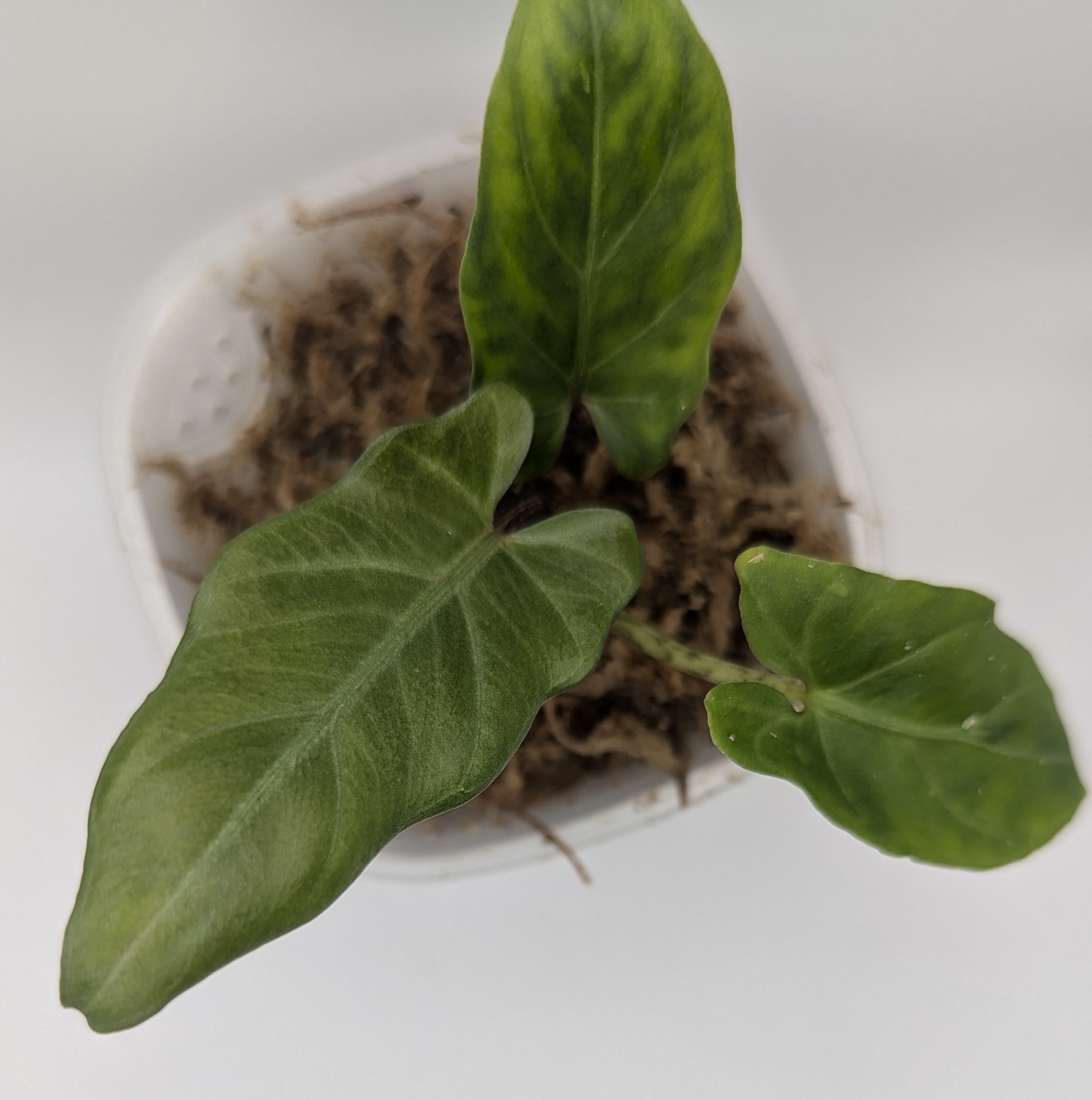 Baby Alocasia lauterbachiana 9