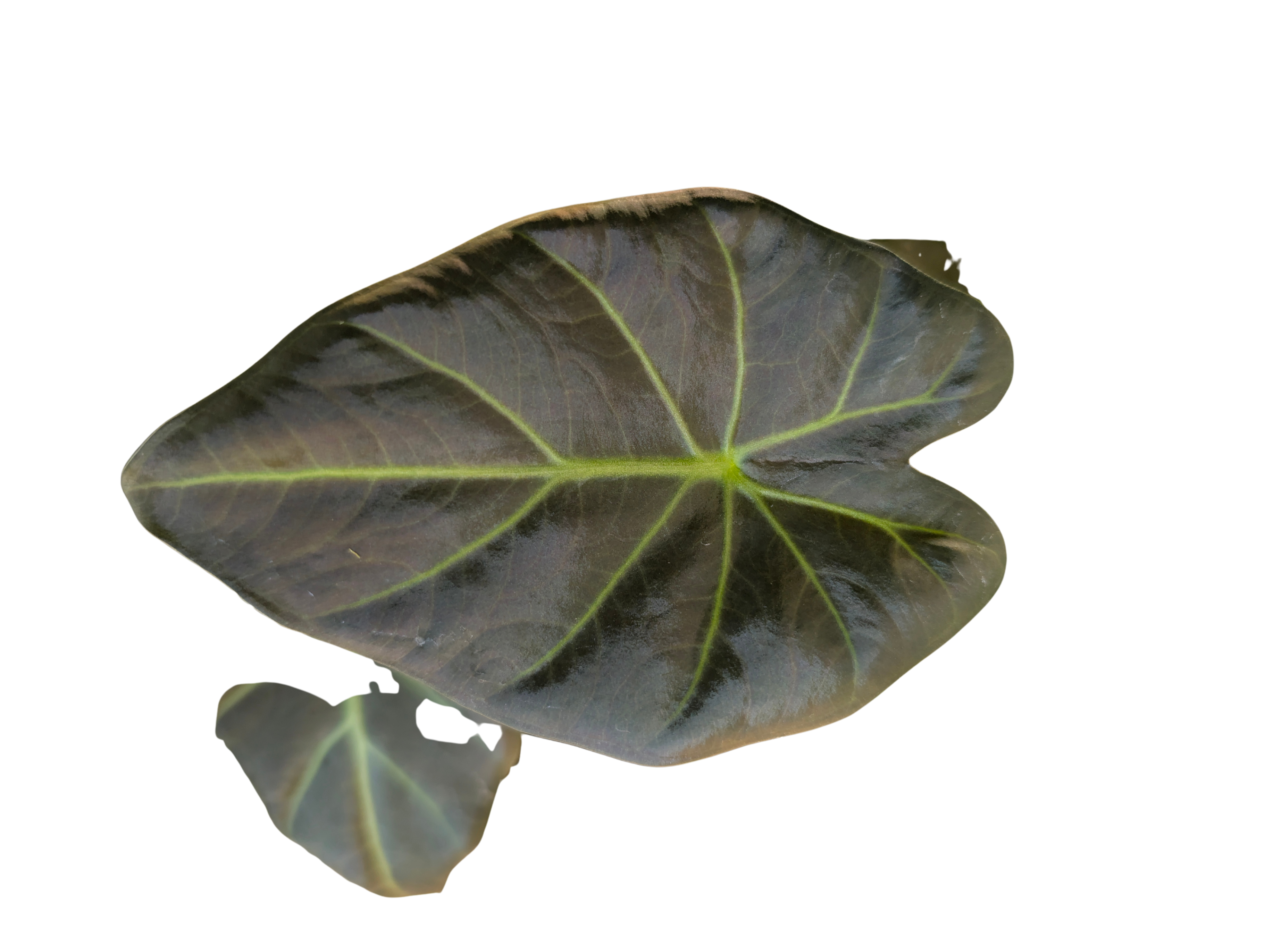 Baby Alocasia Odora Regal Shields 2