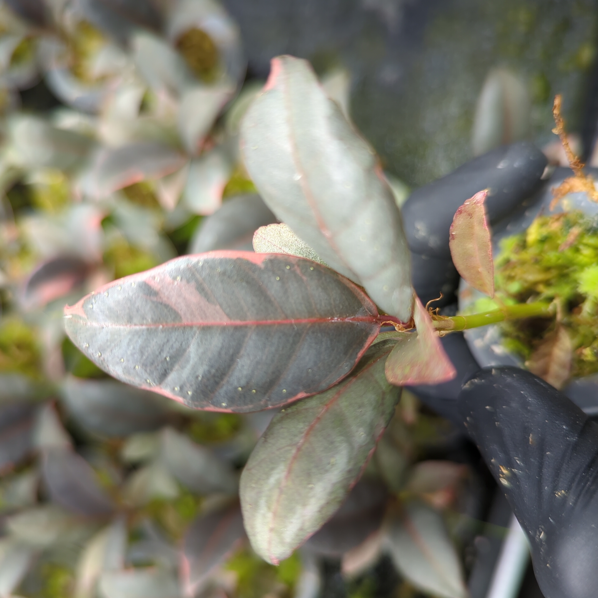 Baby Ficus elastica Ruby 3