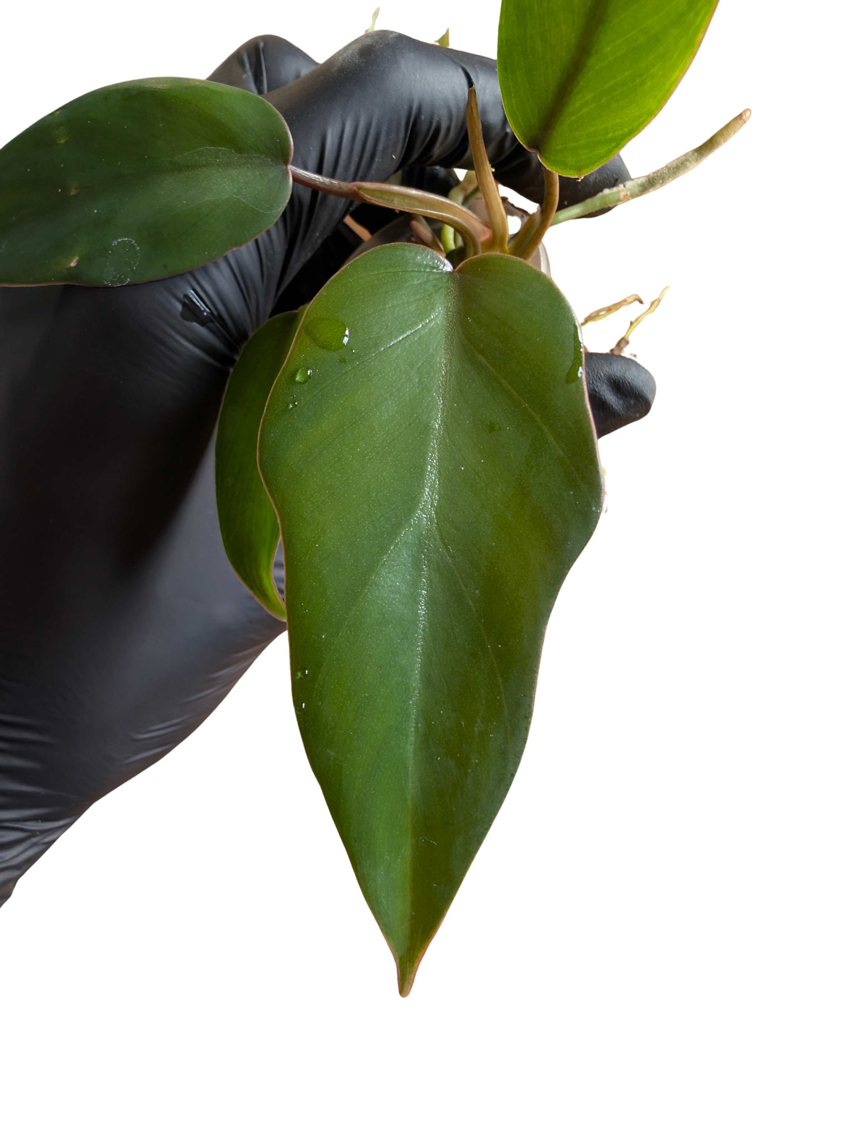 Baby Philodendron selloum mayoi