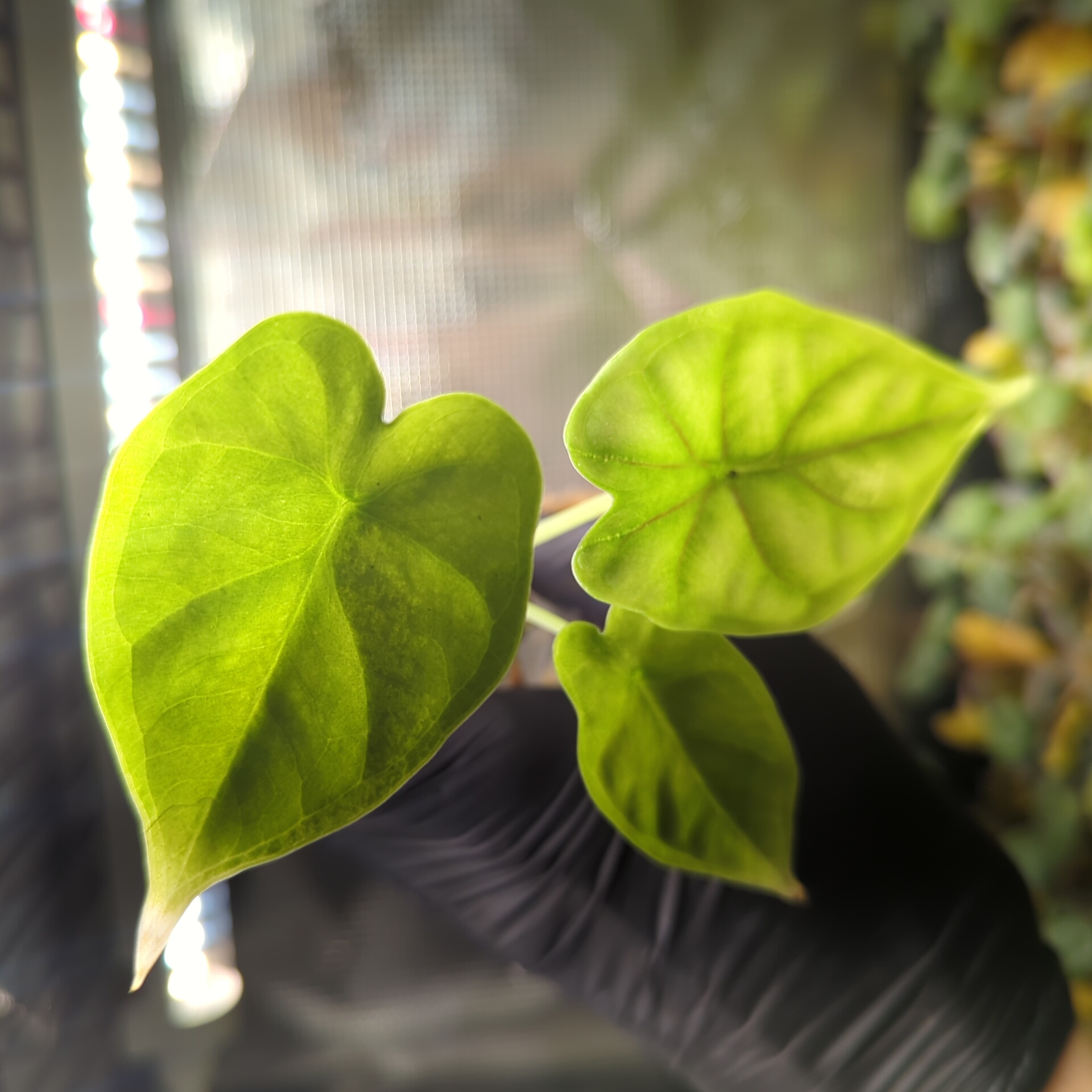 Baby Alocasia baginda Dragon Scale 4