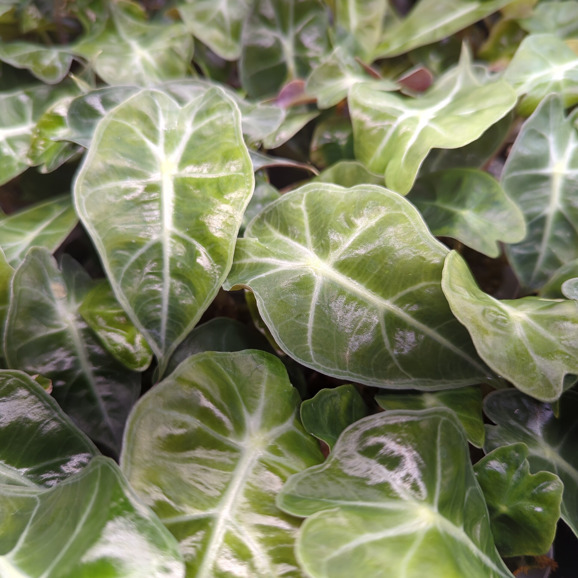 Baby Alocasia sanderiana Dwarf Amazonica 4