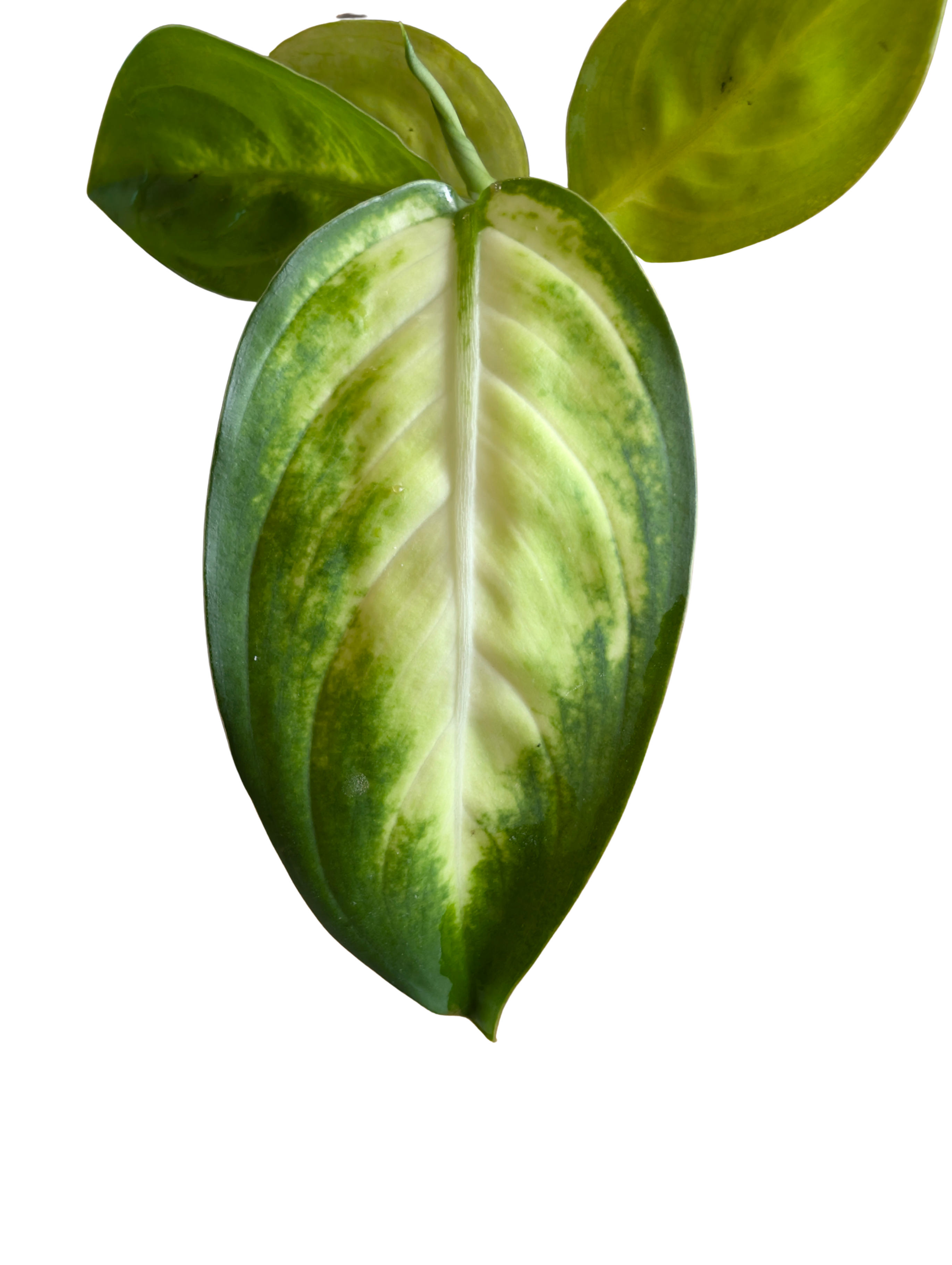 Baby Dieffenbachia amoena Tropic Marianne + selbstbewässernder Übertopf