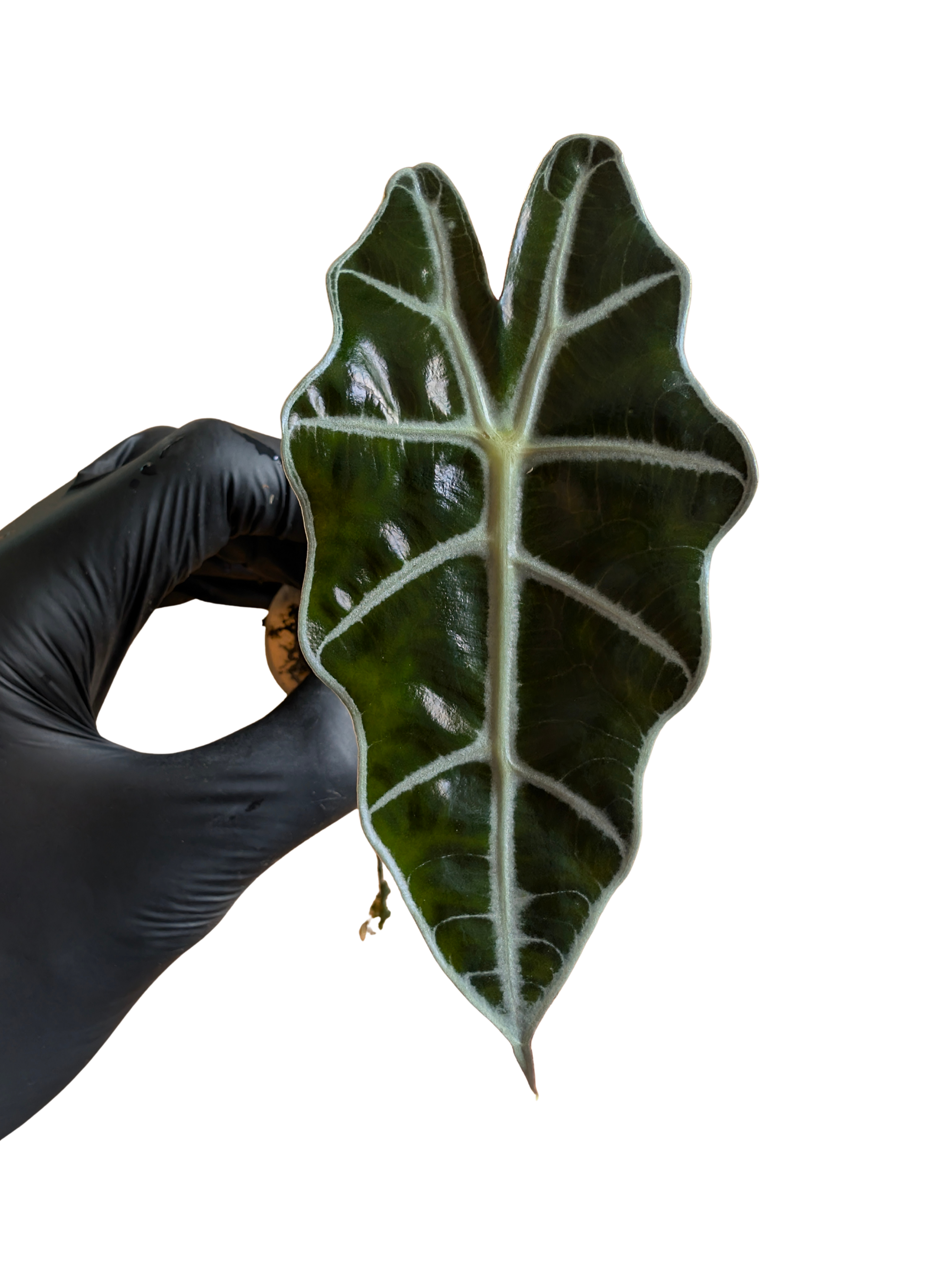 Baby Alocasia sanderiana Dwarf Amazonica + selbstbewässernder Übertopf