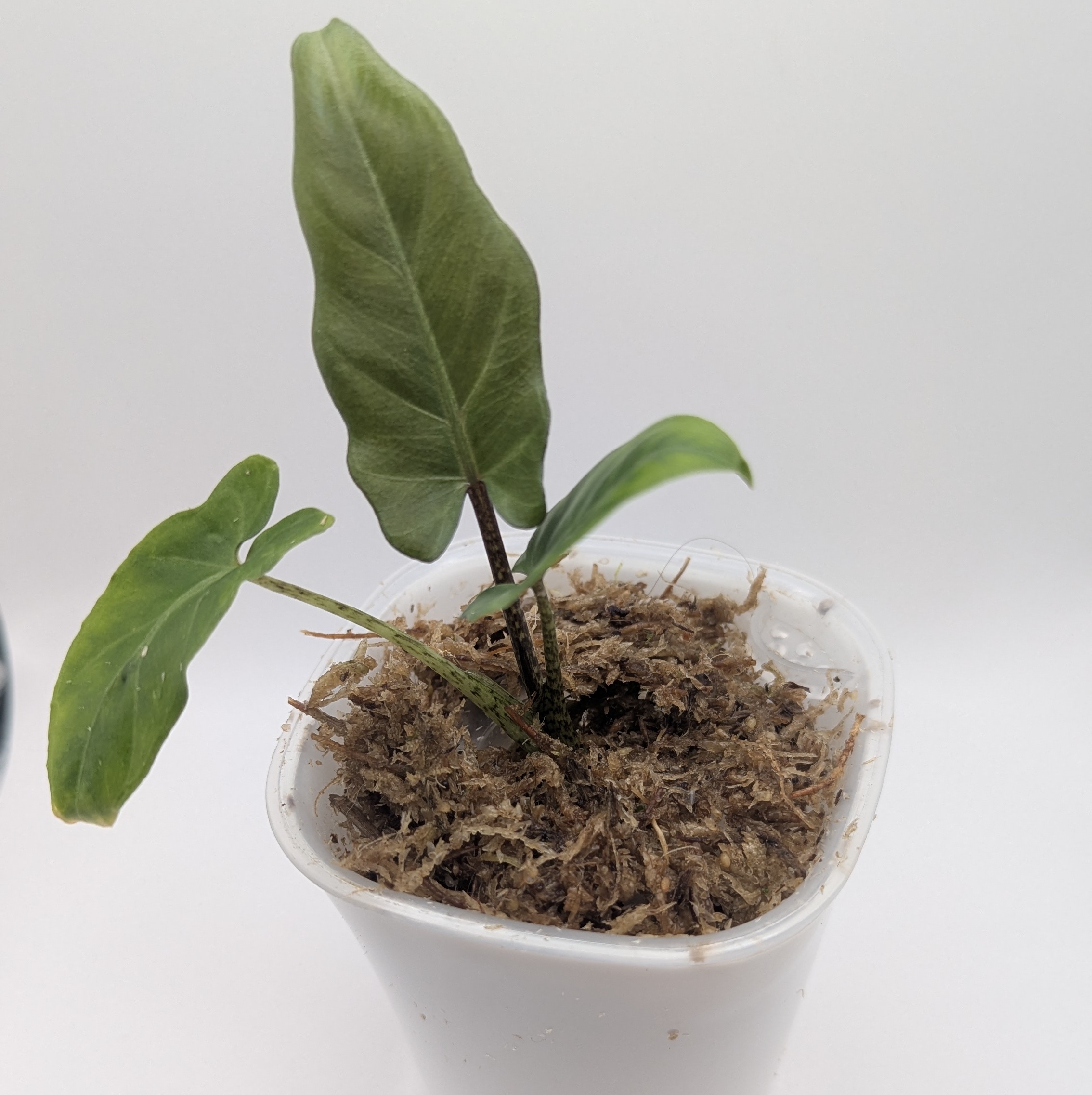 Baby Alocasia lauterbachiana 8