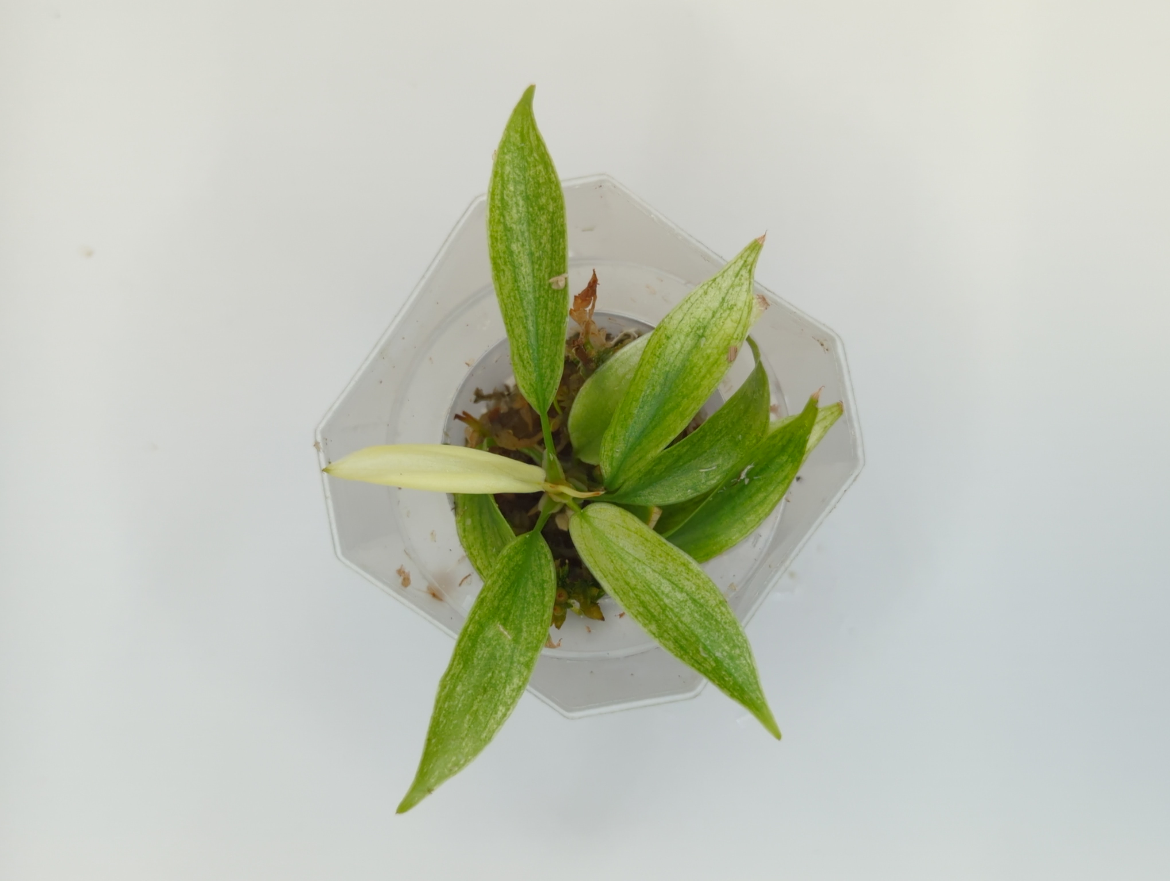 Baby Philodendron Pedatum Florida Ghost + selbstbewässernder Übertopf 3