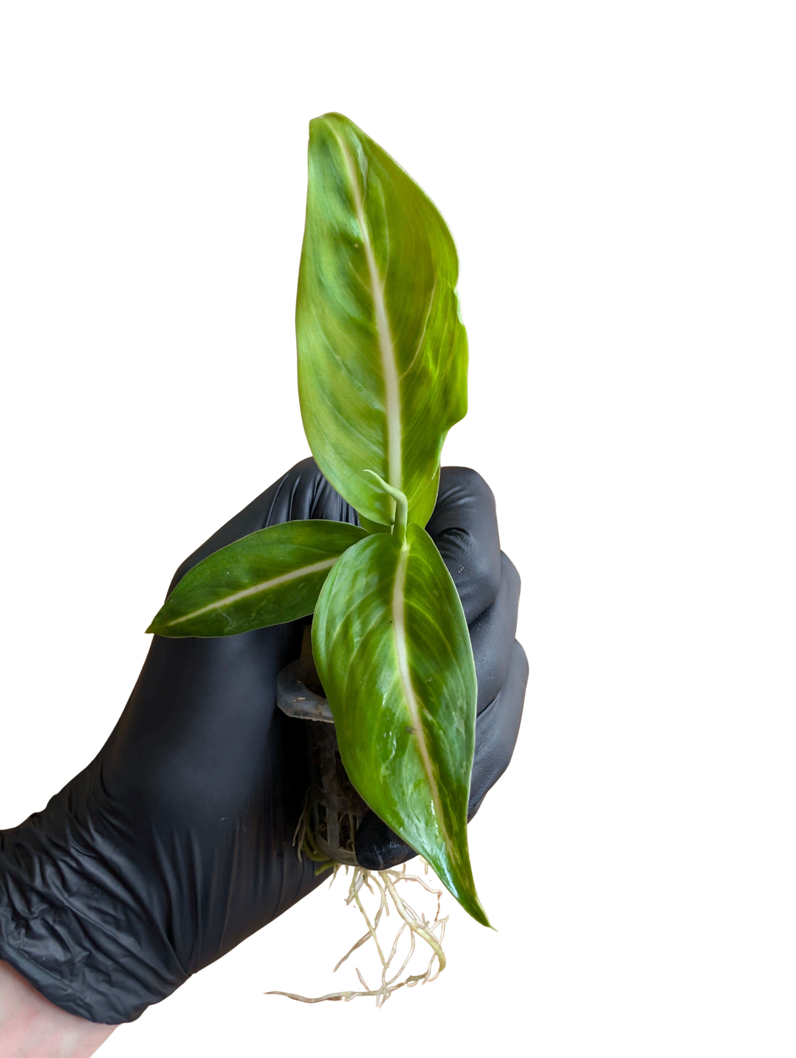 Baby Dieffenbachia amoena Sterling + selbstbewässernder Übertopf 2