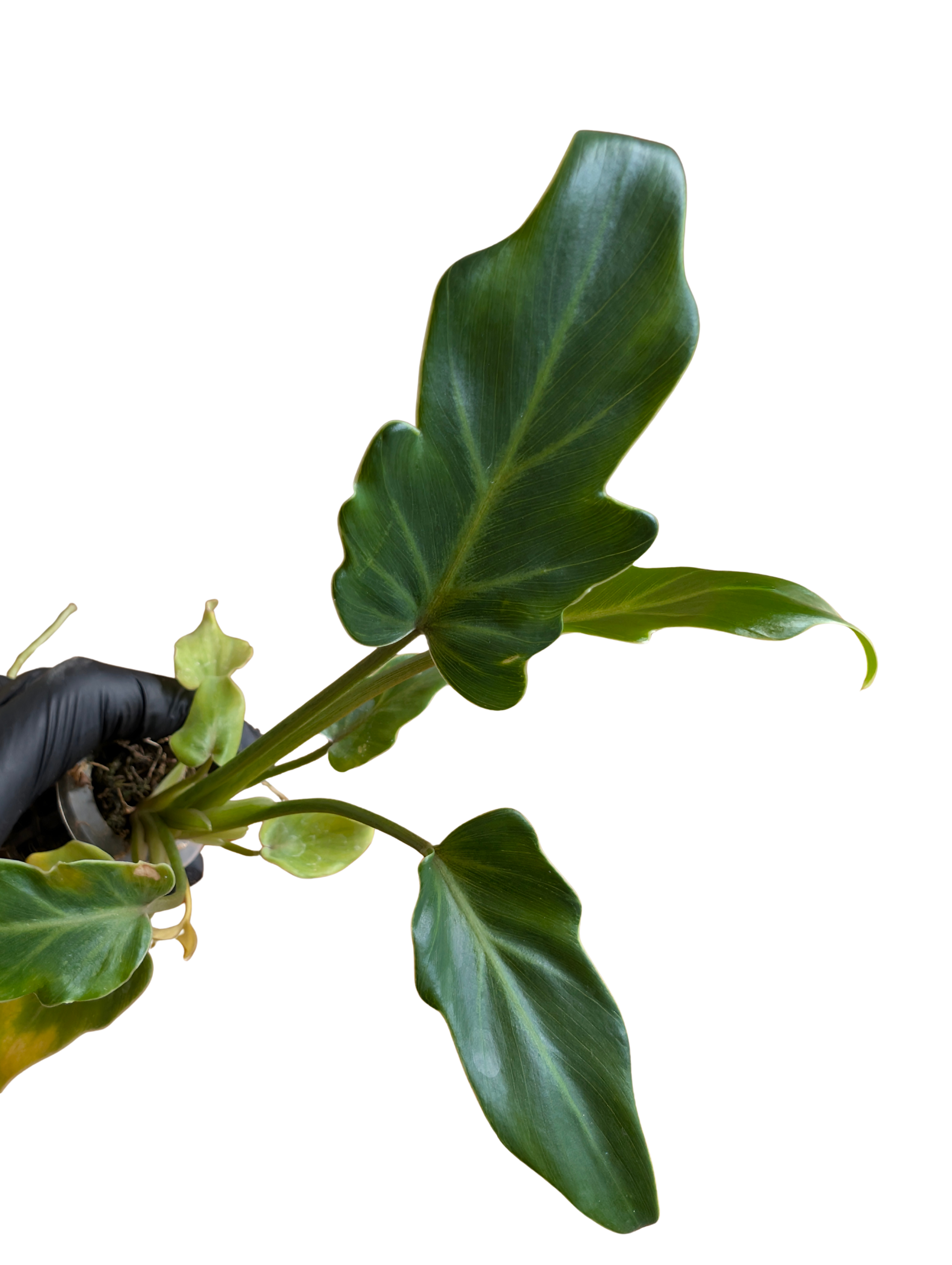 Baby Philodendron selloum Xanadu + selbstbewässernder Übertopf