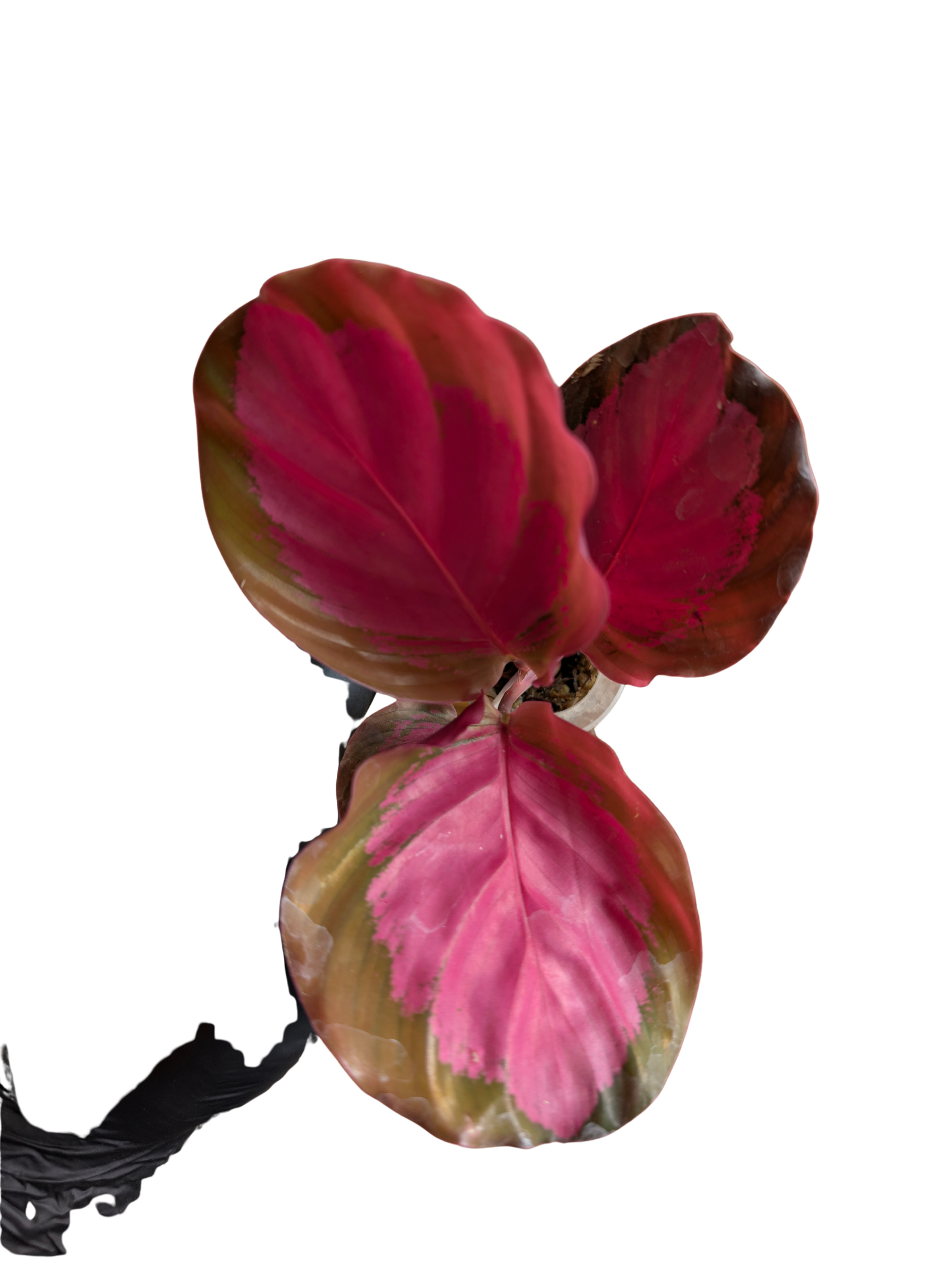 Baby Calathea picturata Crimson 2