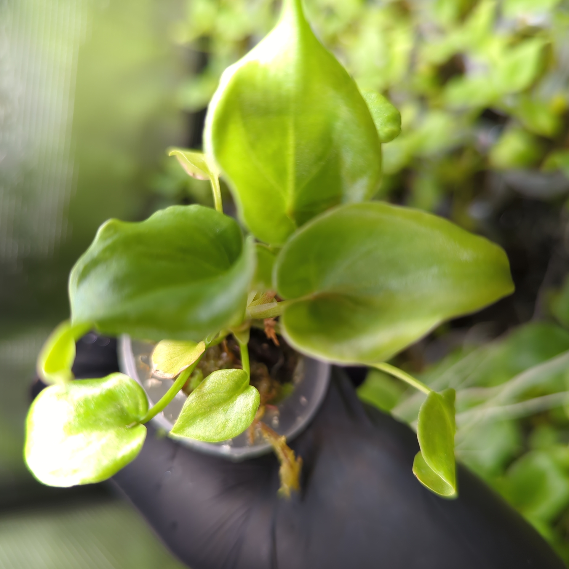 Baby Philodendron selloum Xanadu 5