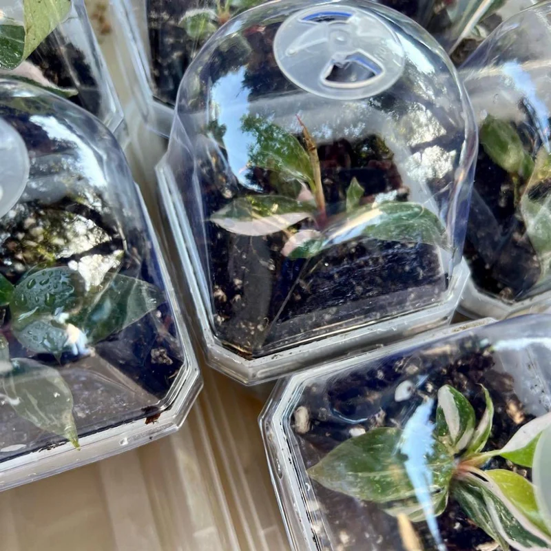 Anzuchttopf 10 cm mit Deckel & Belüftung 2