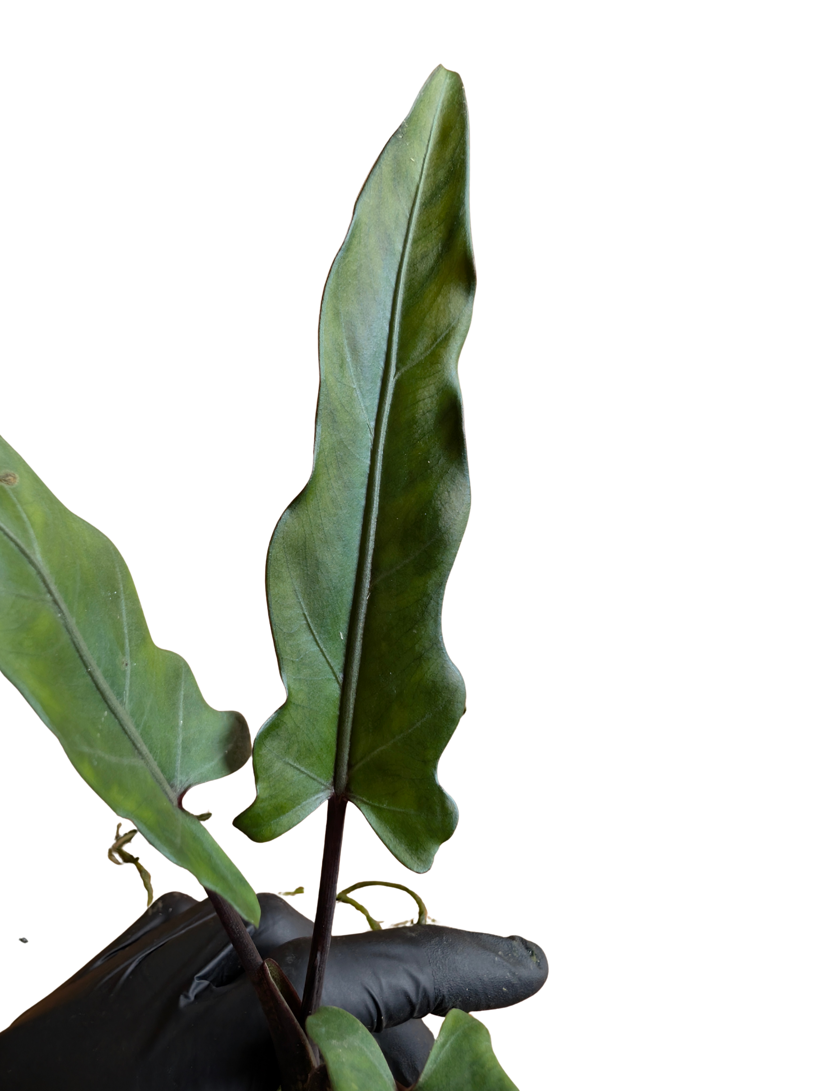 Baby Alocasia lauterbachiana