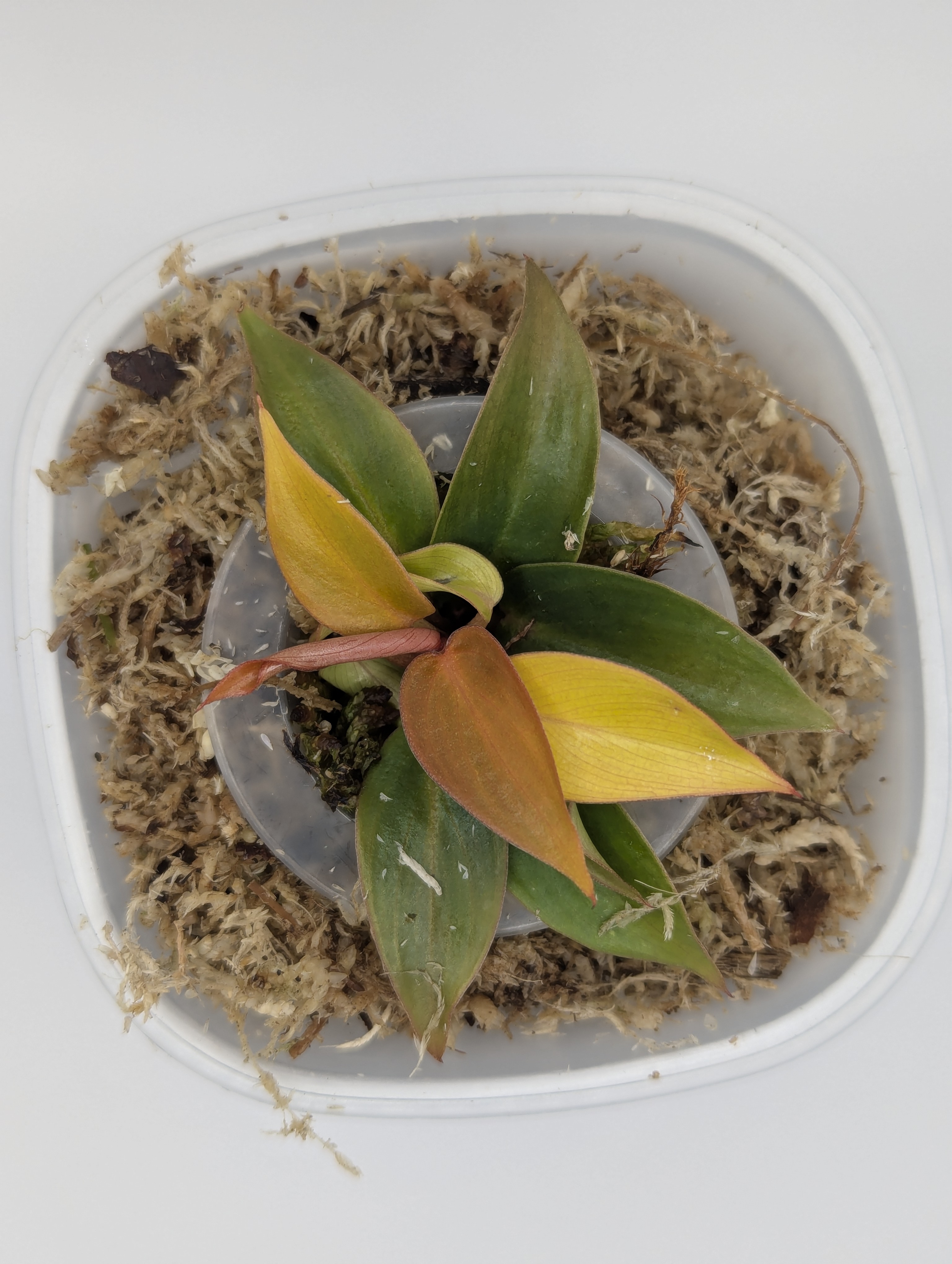 Baby Philodendron erubescens Sun Red 5